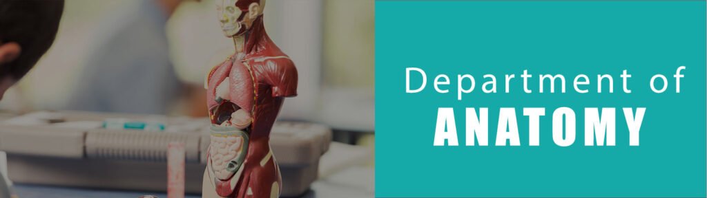 anatomy_a1b55e0b-283e-4c7a-b88f-677a6530d84d